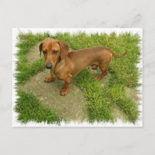 Postal Postcarta horizontal de Daschund