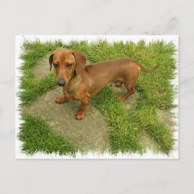 Postal Postcarta horizontal de Daschund (Anverso)