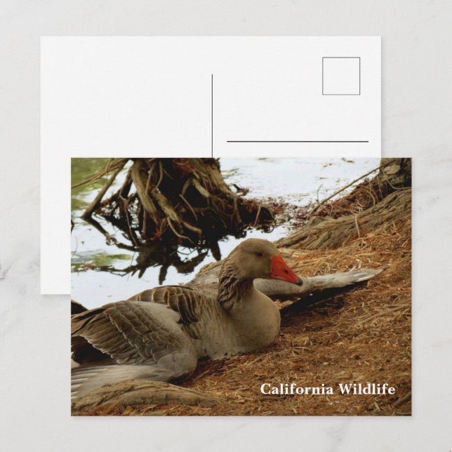 Postal Postcarta madre de Goose (Anverso / Reverso)