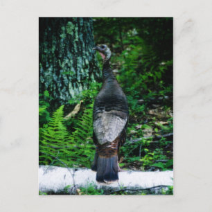 Postal Postcarta madre de Turquía