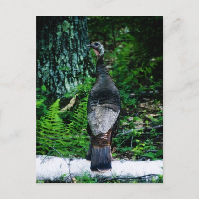 Postal Postcarta madre de Turquía (Anverso)