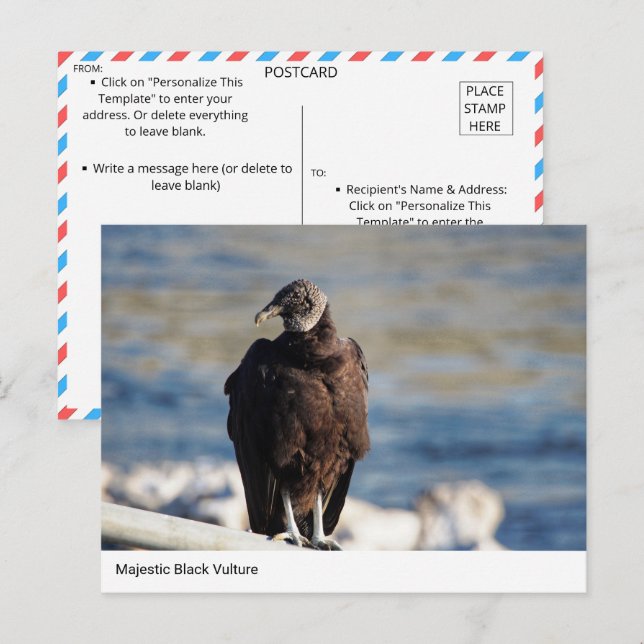 Postal Postcarta majestuosa de buey negro (Anverso / Reverso)