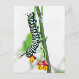 Postal Postcarta Monarch Caterpillar
