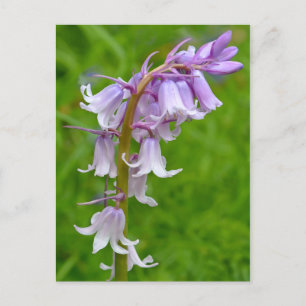 Postal Postcarta morada azul