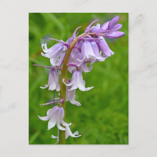 Postal Postcarta morada azul (Anverso)