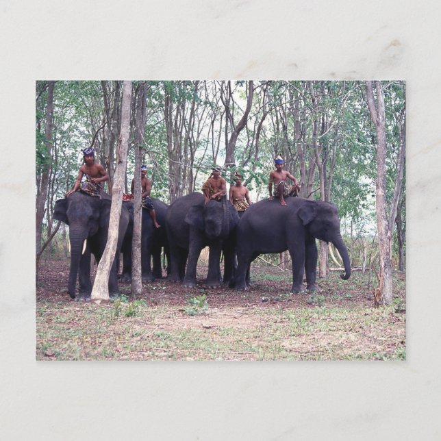 Postal Postcarta para elefantes asiáticos (Anverso)