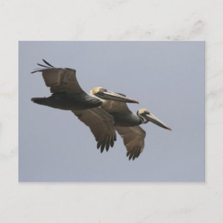 Postal Postcarta Pelican Pair A3