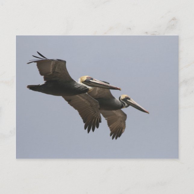 Postal Postcarta Pelican Pair A3 (Anverso)