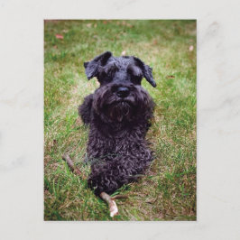 Postal Postcarta pequeña de Schnauzer en miniatura