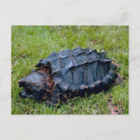 Postcarta prehistórica viva de tortuga