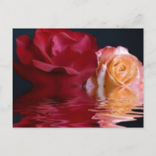 Postal Postcarta Rosa reflectante