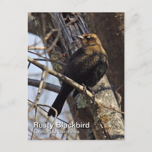 Postal Postcarta Rusty Blackbird (Anverso)