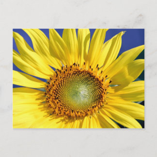 Postal Postcarta Sunflower