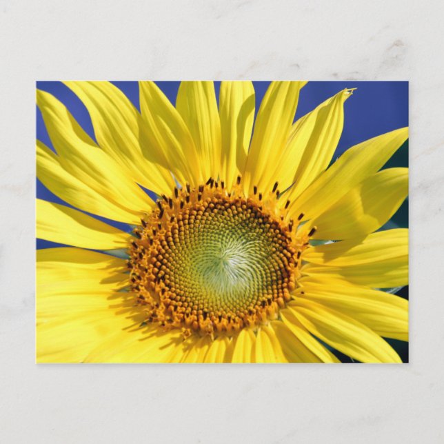 Postal Postcarta Sunflower (Anverso)