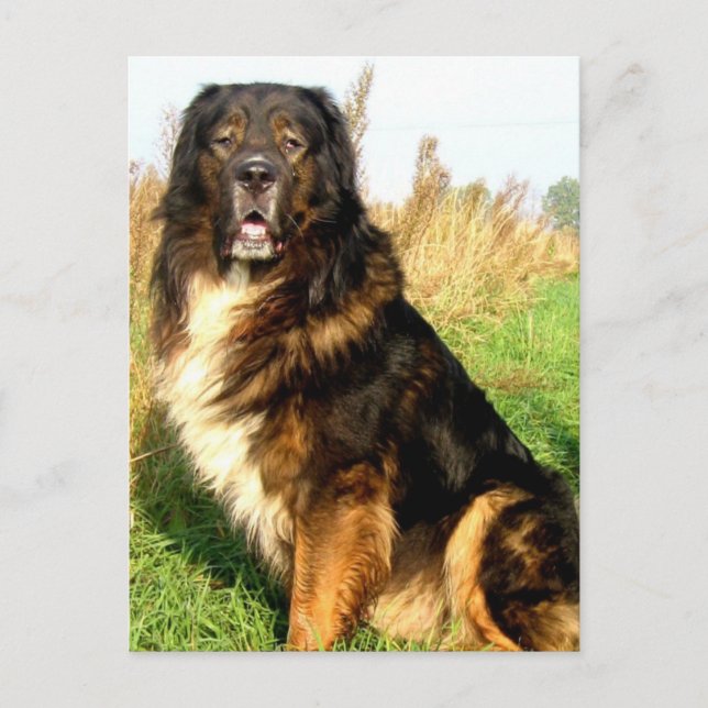 Postal Postcarta tibetana de Mastiff (Anverso)
