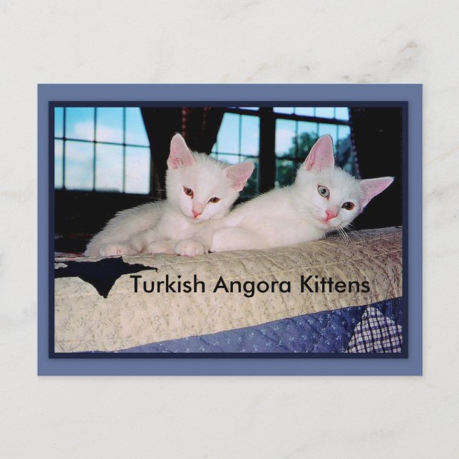 Postal Postcarta turca de Angora Kittens (Anverso)