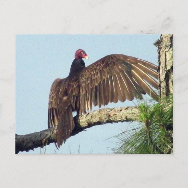Postal Postcarta turca de buzzard buzzard (Anverso)