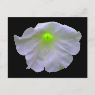 Postal Postcarta verde brillante de Petunia