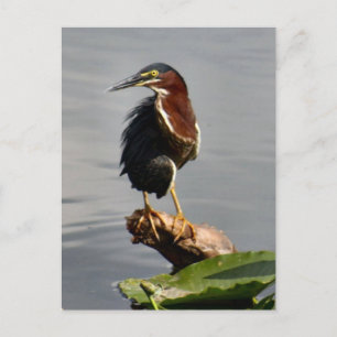 Postal Postcarta verde de Heron