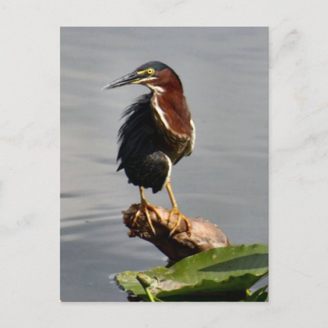 Postal Postcarta verde de Heron (Anverso)