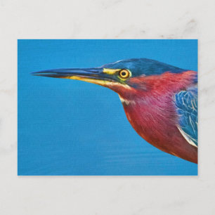 Postal Postcarta verde de Heron