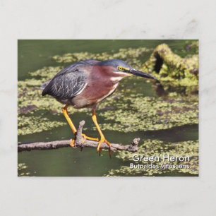 Postal Postcarta verde de Heron