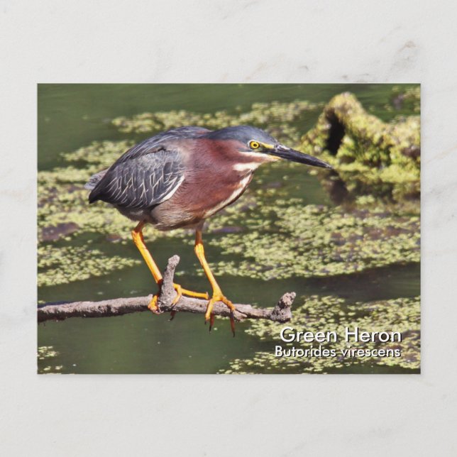 Postal Postcarta verde de Heron (Anverso)