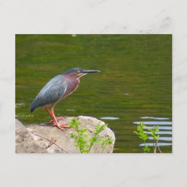 Postal Postcarta verde de Heron (Anverso)