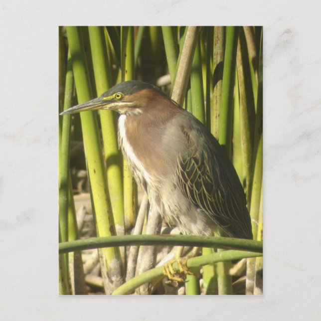 Postal Postcarta verde de Heron (Anverso)