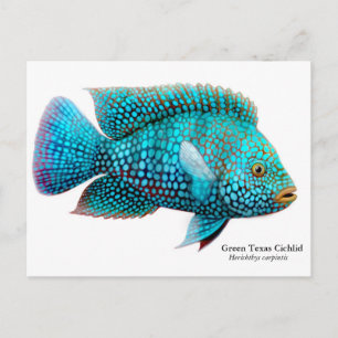 Postal Postcarta verde de Texas Cichlid