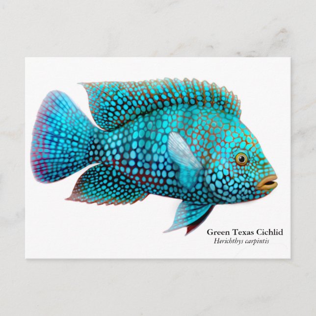Postal Postcarta verde de Texas Cichlid (Anverso)