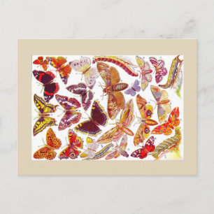 Postal Postcarta vintage de mariposas   Insectos