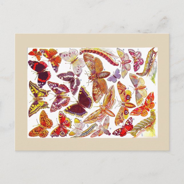 Postal Postcarta vintage de mariposas | Insectos (Anverso)