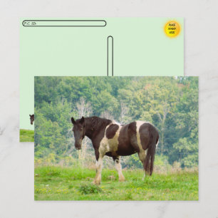 Postal Postcross - caballo estadounidense pintado en un c