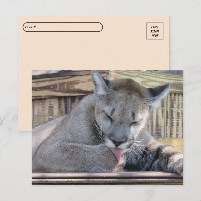 Postal Postcross - Cougar Cub Pic de 11 meses (Anverso / Reverso)