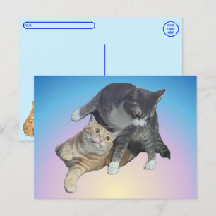 Postal Postcross - Crazy Cats - Taz y Tito Bandito