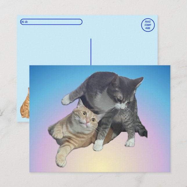 Postal Postcross - Crazy Cats - Taz y Tito Bandito (Anverso / Reverso)