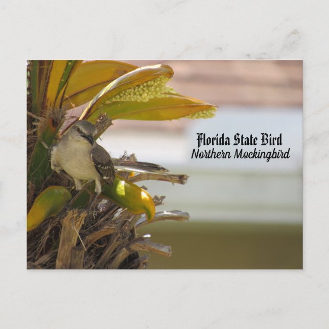 Postal Postcross - Florida State Bird Postcard (Anverso)