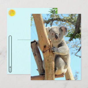 Postal Postcross - foto de Koala