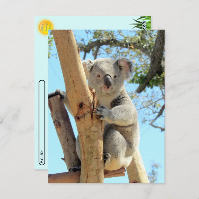 Postal Postcross - foto de Koala (Anverso / Reverso)