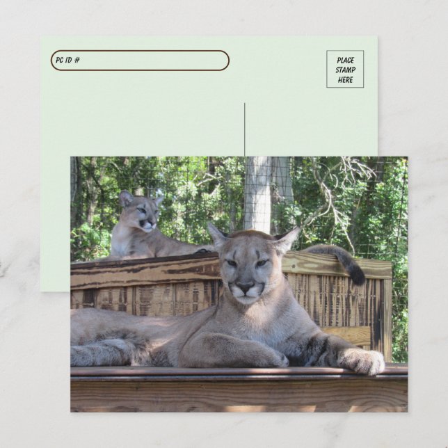 Postal Postcross - imagen de Cougar Cubs de 11 meses de a (Anverso / Reverso)