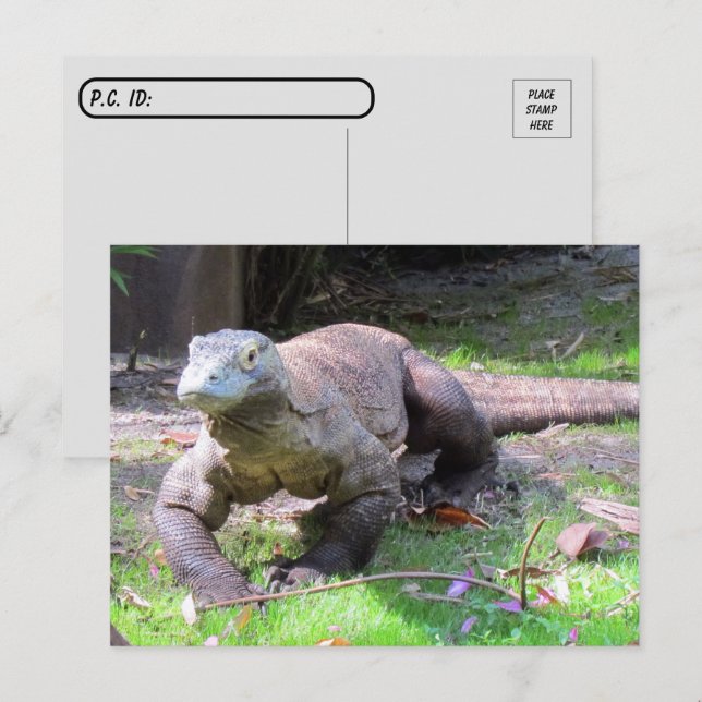 Postal Postcross - Komodo Dragon se ve dulce (Anverso / Reverso)