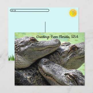 Postal Postcross - saludos desde Florida Alligator