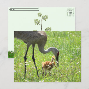 Postal Postcross - Sandhill Crane y 2 Colts (polluelo)