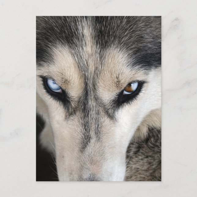 Postal Postcrossing de Husky Siberiano (Anverso)