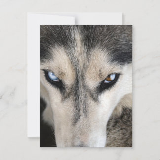 Postal Postcrossing de Husky Siberiano