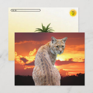 Postal Postcrossing - Lince de Florida con puesta de sol 