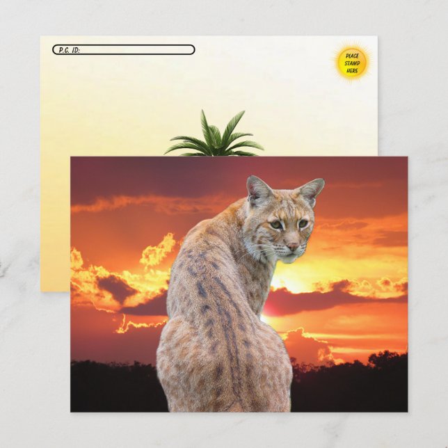 Postal Postcrossing - Lince de Florida con puesta de sol  (Anverso / Reverso)
