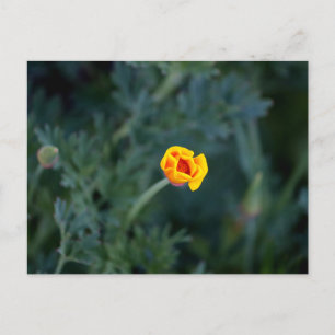 Postal Poster de amapola en California