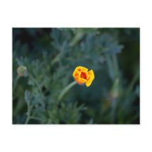 Poster de amapola en California